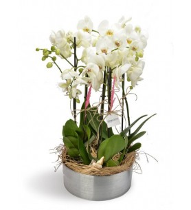 6 Dallı Orkide